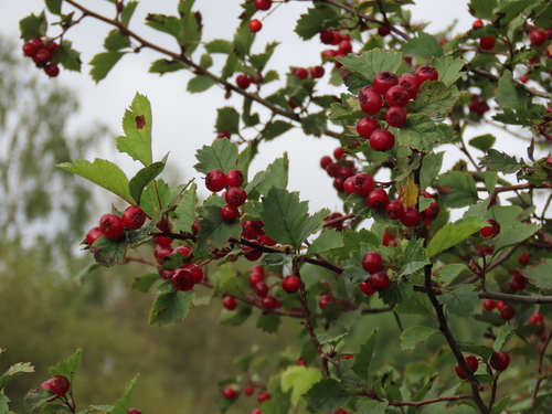 Crataegus sanguinea (Nilchagai dolon) — photo