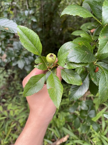 Crataegus scabrifolia