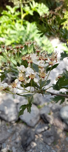 Crataegus songarica (Dzhungarskei hawthorn) — photo
