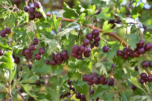 Crataegus songarica