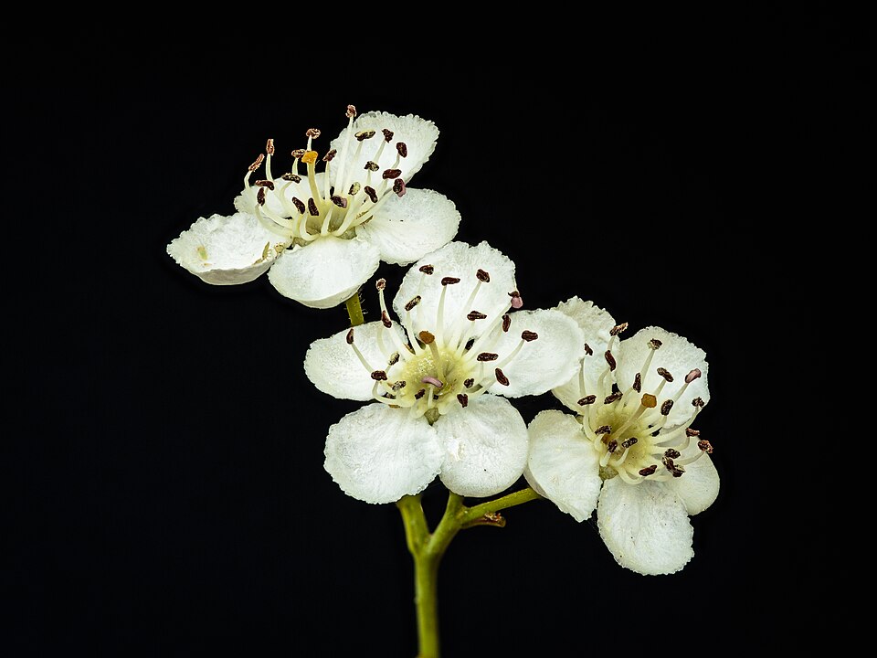 Crataegus species