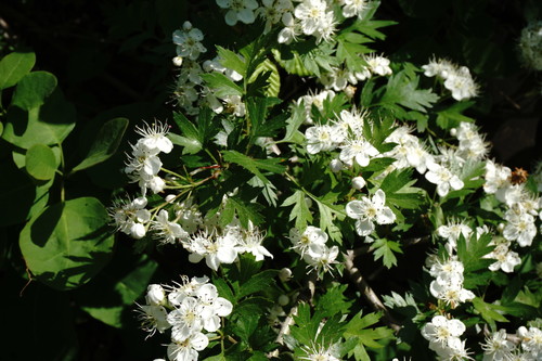 Crataegus stevenii — photo