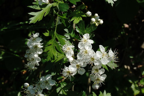 Crataegus stevenii — photo