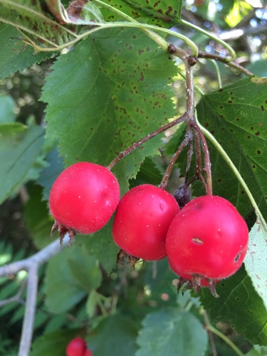 Crataegus submollis (Quebec hawthorn) — photo