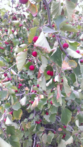 Crataegus submollis (Quebec hawthorn) — photo