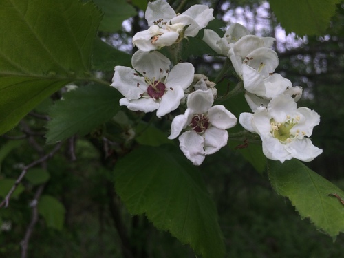 Crataegus submollis