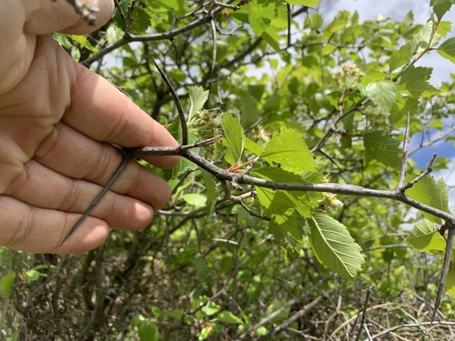 Crataegus succulenta (Fleshy hawthorn) — photo