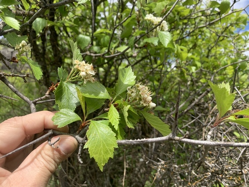 Crataegus succulenta (Fleshy hawthorn) — photo
