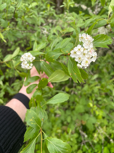 Crataegus suksdorfii — photo