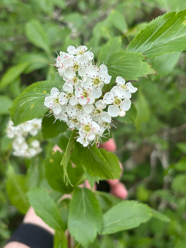Crataegus suksdorfii