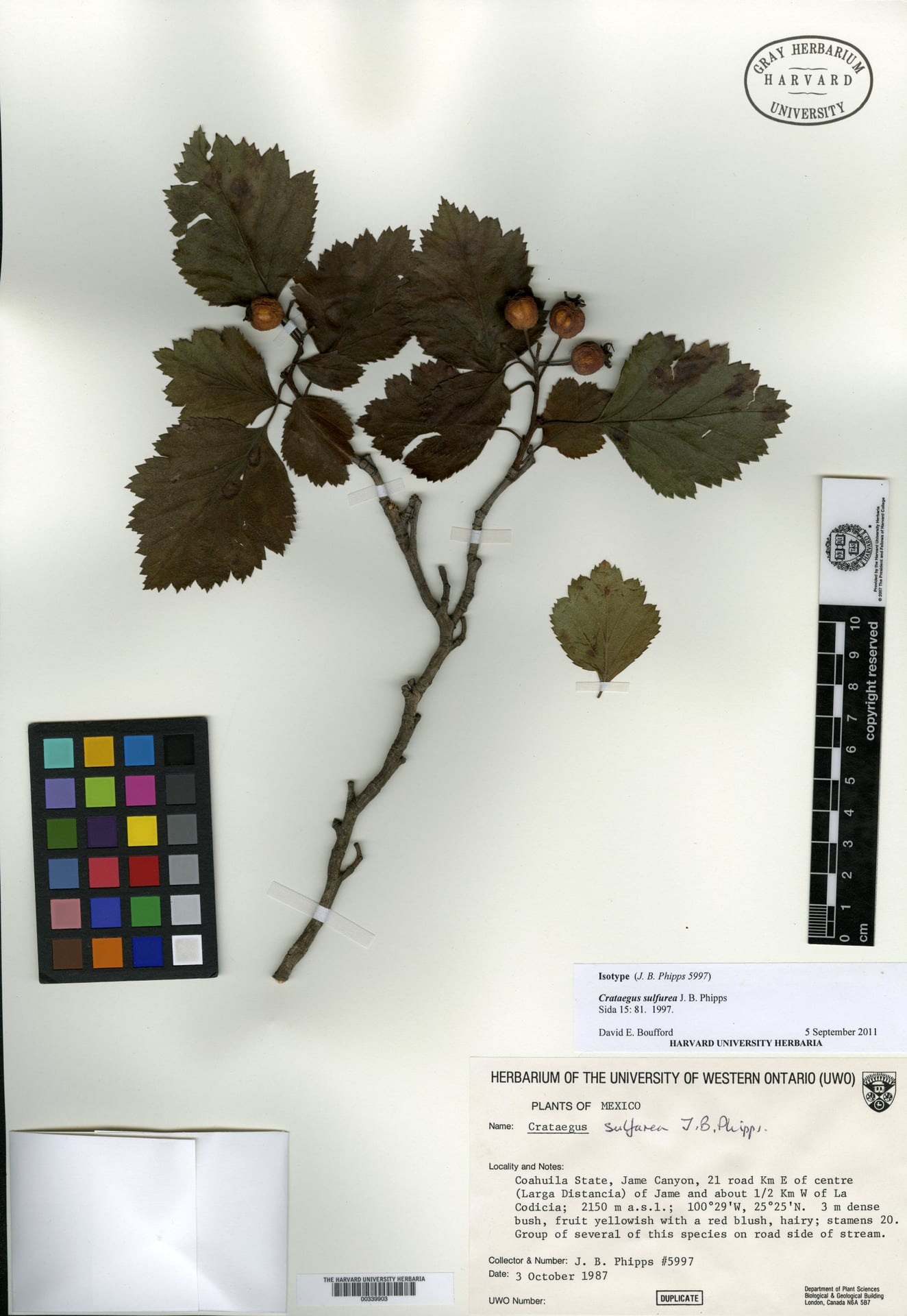 Crataegus sulfurea