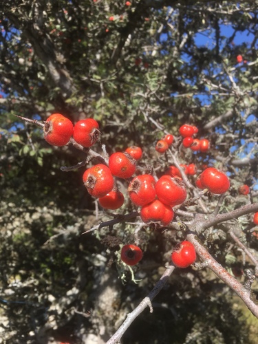 Crataegus tanacetifolia (Tansy-leaved hawthorn) — photo