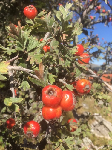 Crataegus tanacetifolia (Tansy-leaved hawthorn) — photo