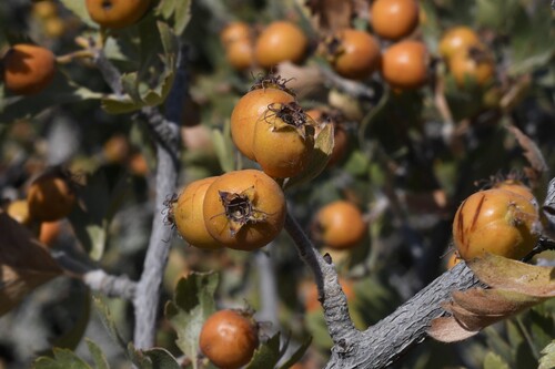 Crataegus tanacetifolia