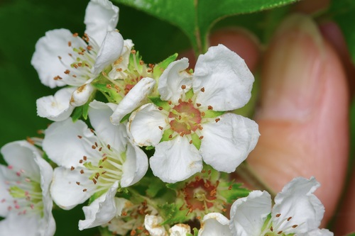 Crataegus texana (Texas hawthorn) — photo