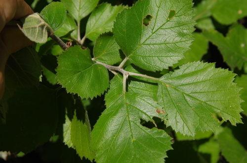 Crataegus texana