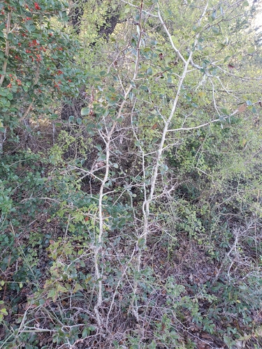 Crataegus tracyi — photo