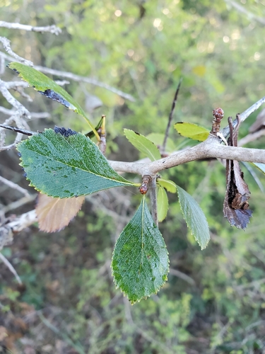 Crataegus tracyi — photo