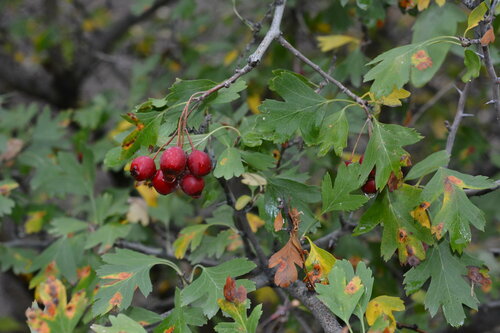 Crataegus turkestanica (Turkestan hawthorn) — photo