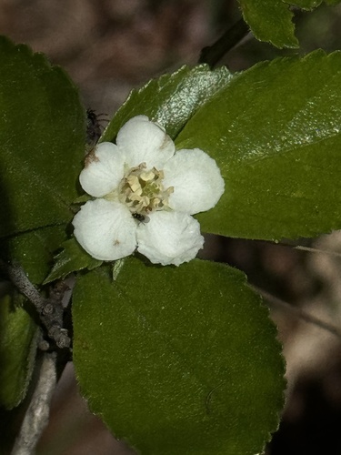 Crataegus uniflora (Dwarf Hawthorn) — photo