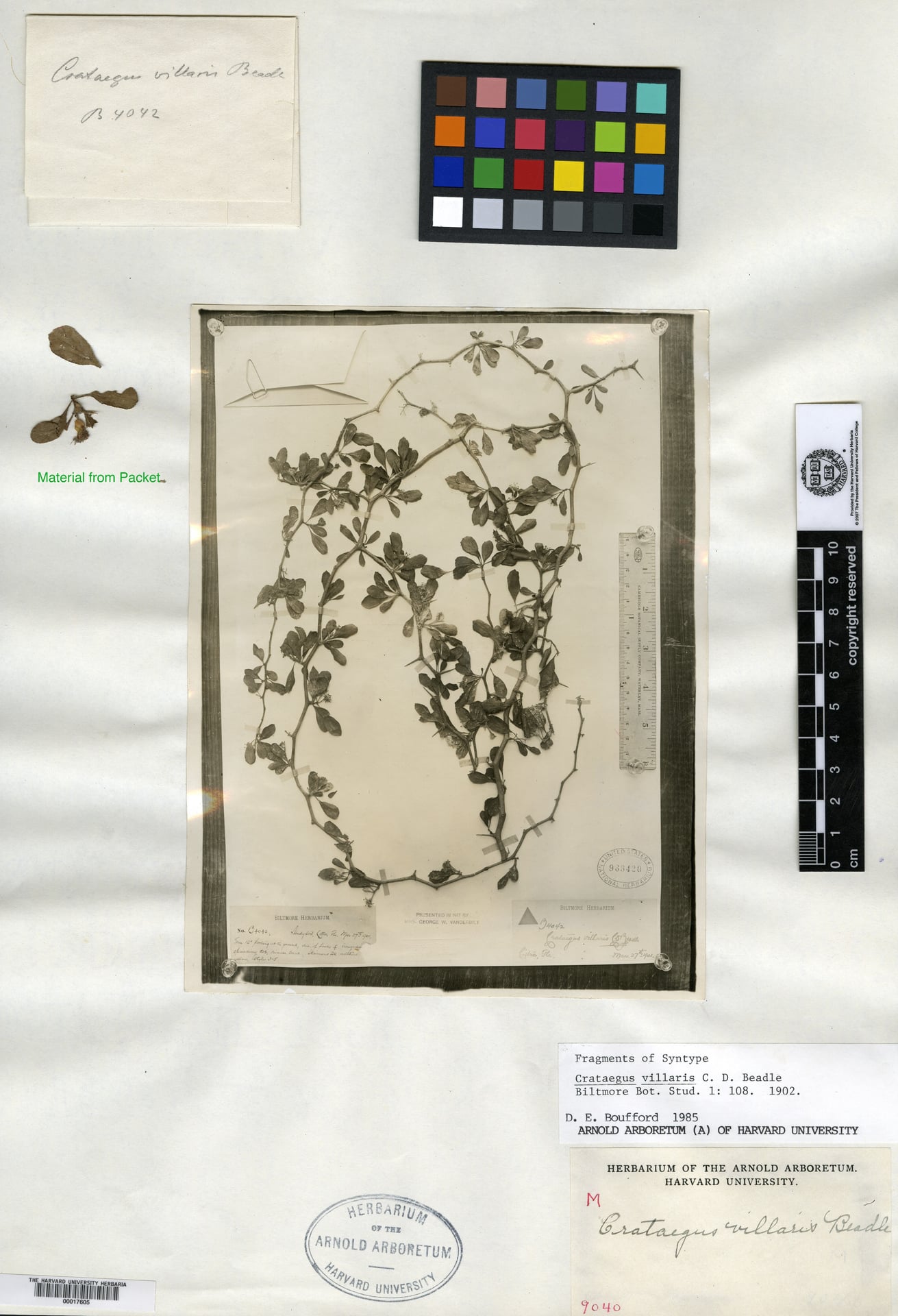 Crataegus villaris