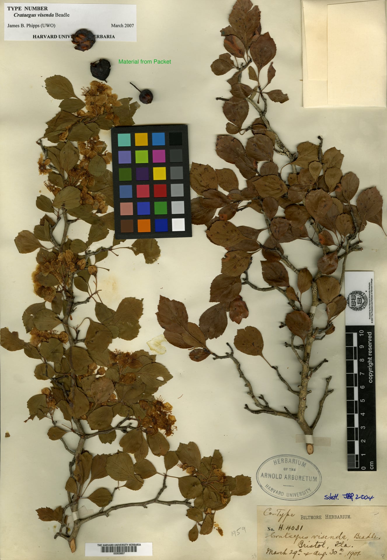 Crataegus visenda — photo