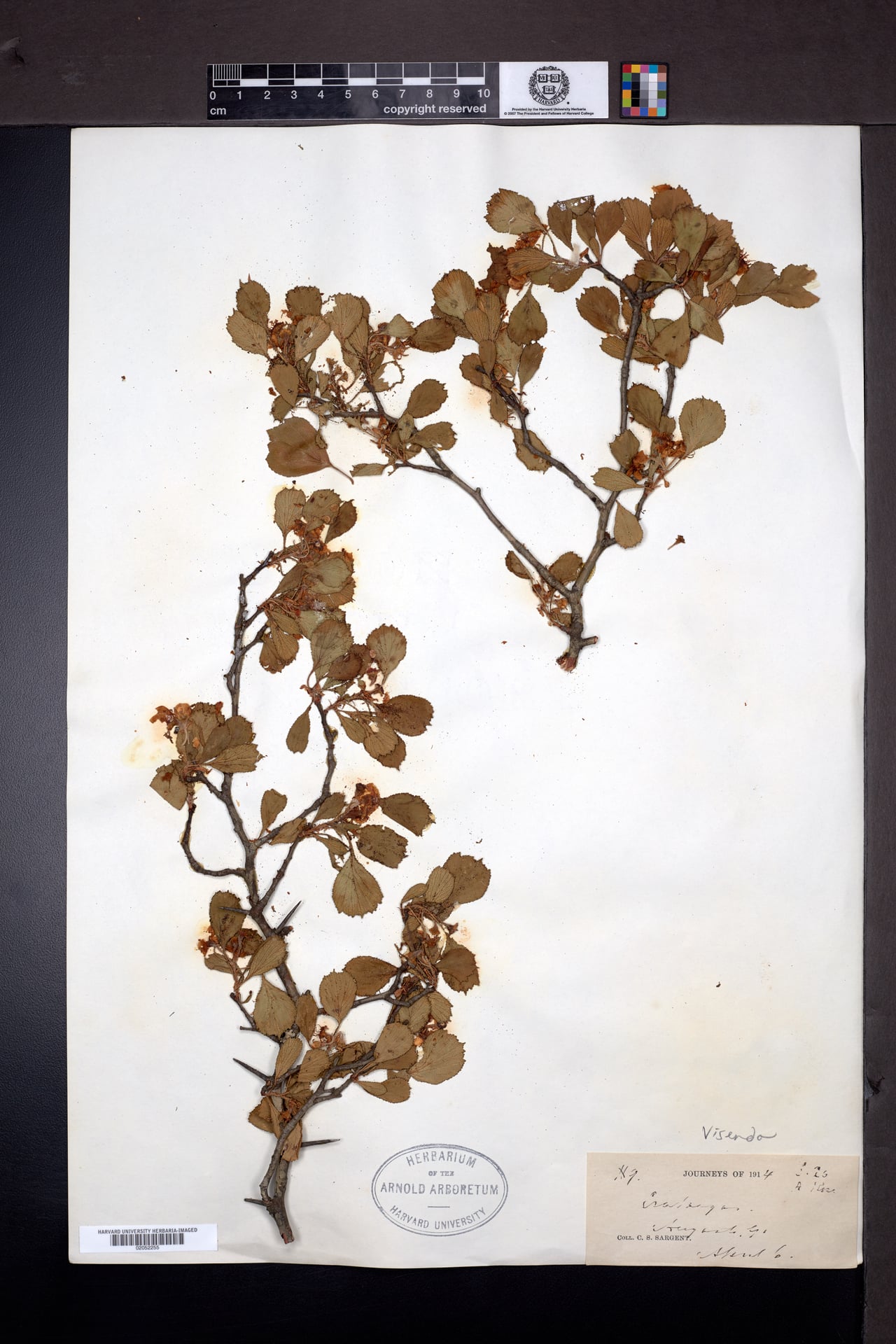 Crataegus visenda