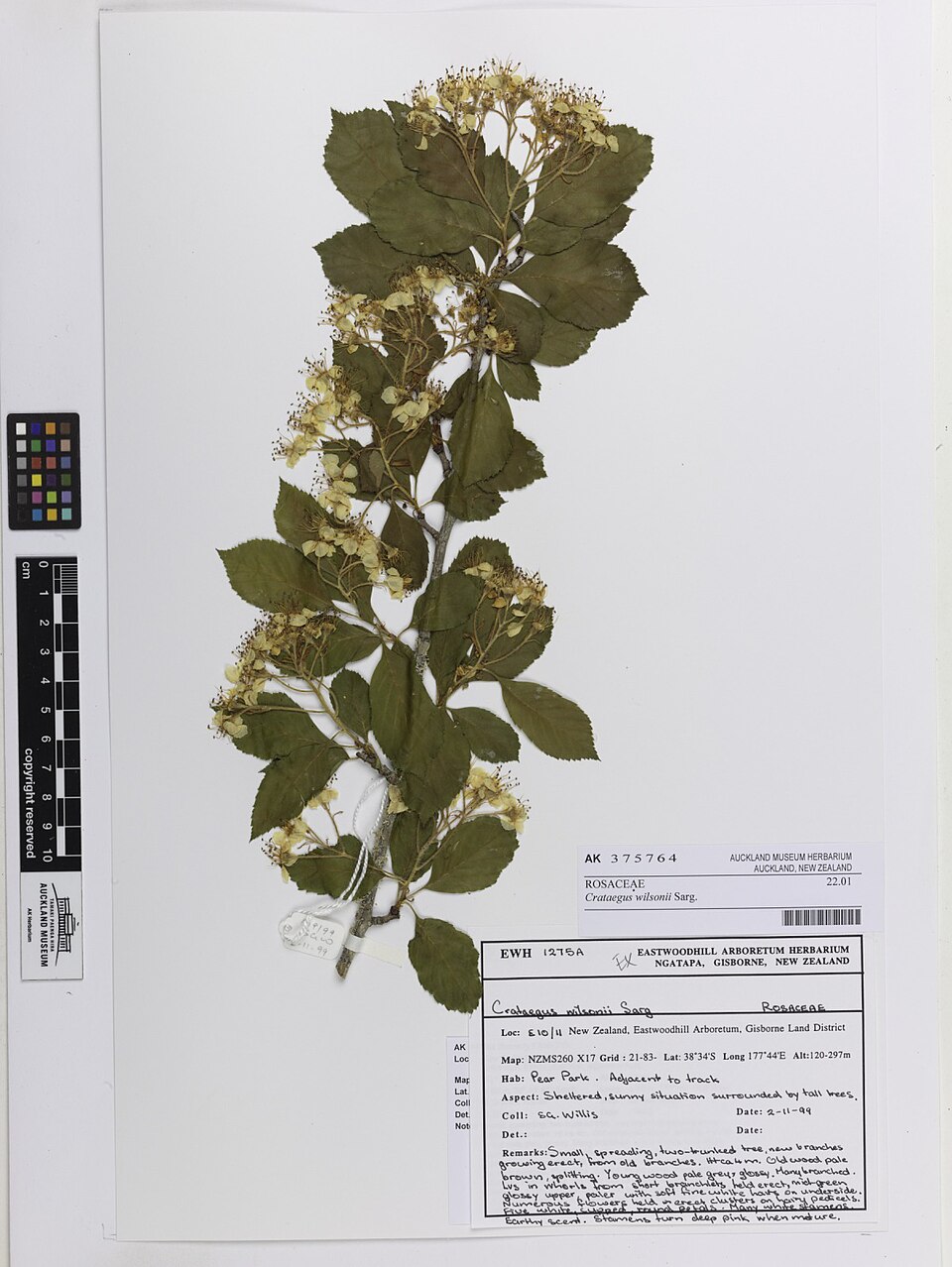 Crataegus wilsonii