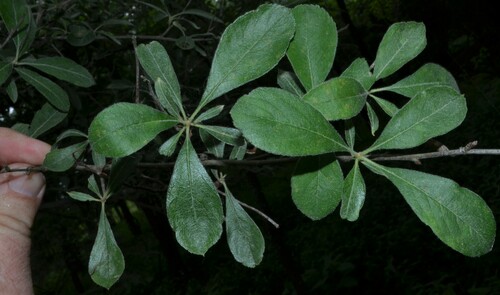 Crataegus x grignonensis