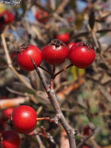 Crataegus x sinaica — photo
