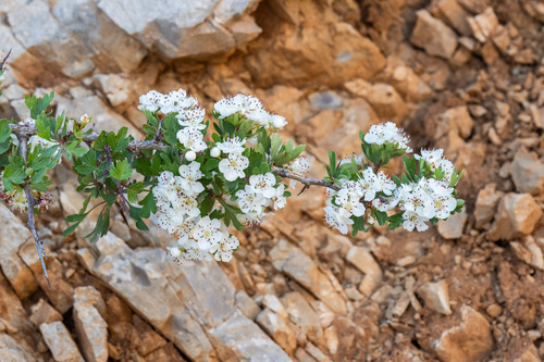 Crataegus x sinaica