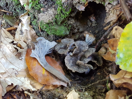 Craterellus cinereus (Black chanterelle) — photo