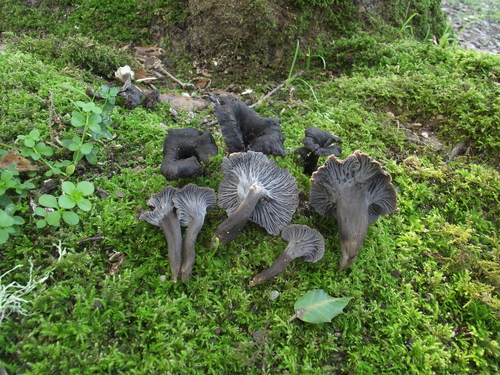 Craterellus cinereus