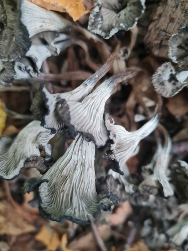 Craterellus cinereus (Black chanterelle) — photo