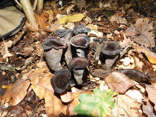 Craterellus cornucopioides (Horn of Plenty) — photo