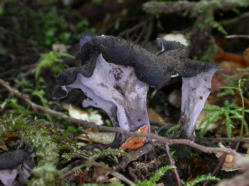 Craterellus cornucopioides