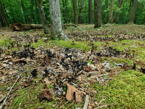 Craterellus fallax (Black trumpet-of-death) — photo