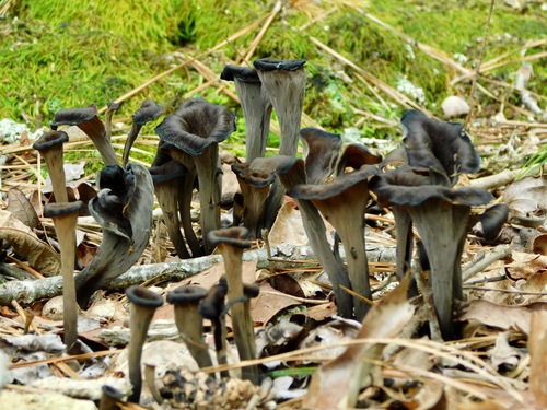 Craterellus fallax (Black trumpet-of-death) — photo