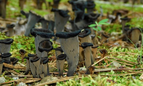Craterellus fallax