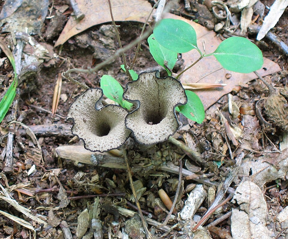Craterellus sp. (mushroom) — photo