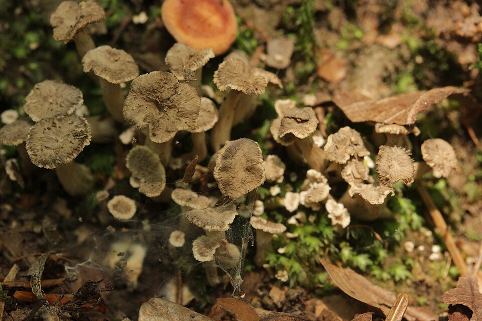 Craterellus sp.