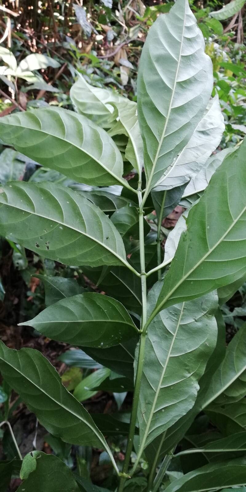 Craterispermum laurinum — photo