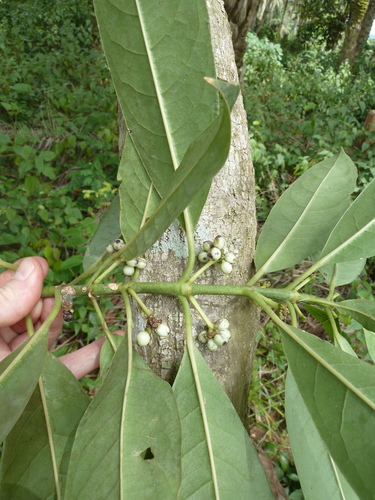 Craterispermum laurinum