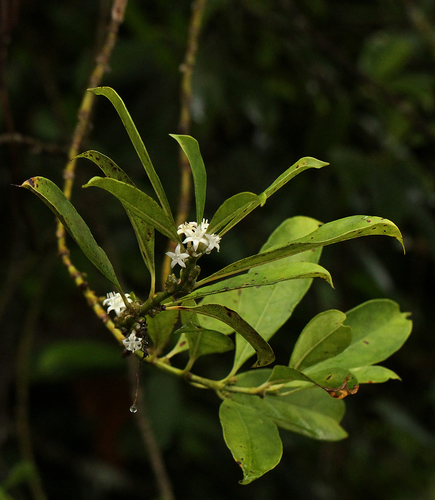 Craterispermum schweinfurthii