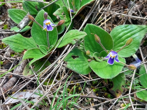 Craterostigma pumilum
