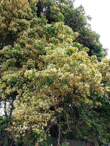 Crateva adansonii subsp. odora — photo