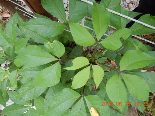 Crateva adansonii subsp. odora — photo