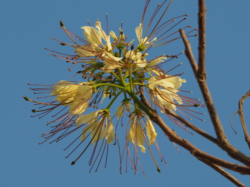 Crateva adansonii subsp. trifoliata