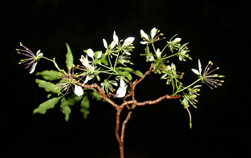Crateva greveana (Greve's caper) — photo