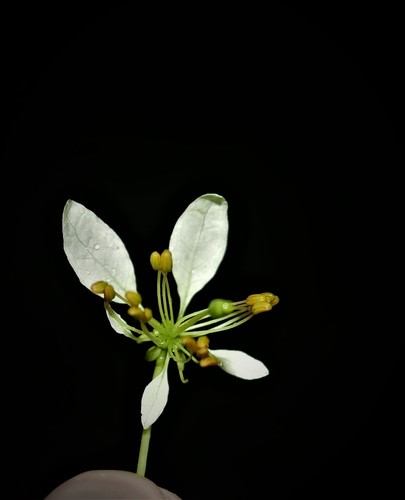 Crateva greveana (Greve's caper) — photo
